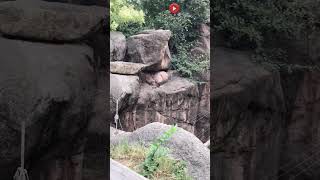 lion in Japan zoo 🇯🇵 🦁 lion shorts japan zoo [upl. by Letch]