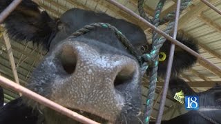 Benton County Fair 4H kicks off [upl. by Aihseyt]