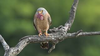 Lesser Kestrel Falco naumanni [upl. by Paterson]