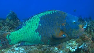 quotBoldquot Parrotfish Help Keep Coral Reefs Colorful  OneMinute Dive With Pew [upl. by Ylekalb]