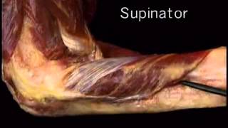 supinator muscle [upl. by Norby]