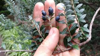 Myrtus communis Myrtle fruit [upl. by Acinaj]