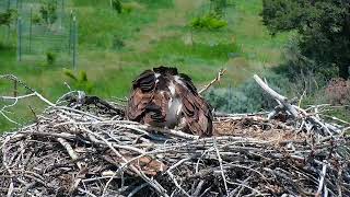 2023 Pitkin County Osprey Cam [upl. by Raseda]