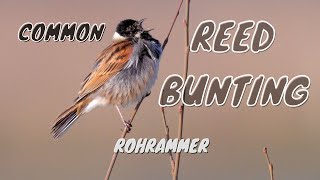 Common Reed Bunting Emberiza schoeniclus ♂  Rohrammer bzw Rohrspatz 8 [upl. by Nnayar]