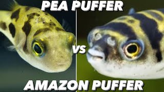 Amazon Puffer Vs Pea Puffer  What Small Freshwater Pufferfish Should You Get Dwarf Puffer Care [upl. by Winna944]