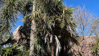 Arikury Palm  Syagrus schizophylla Very different from its close relative Queen Palm [upl. by Rebm241]