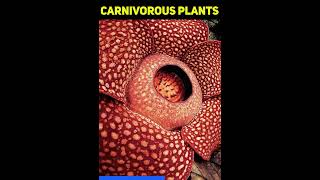 What are carnivorous plants 🌱 bladderwort  carnivorous plants eating  carnivorous plants names [upl. by Noimad]