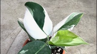 Philodendron White Wizard  Best Care Tips ON HOW TO MAKE THEM LUSH AND HEALTHY [upl. by Angell332]