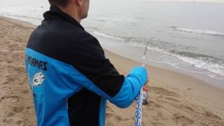 Lisa  cefali surfcasting mulet colmic zero seven [upl. by Modestia]