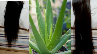 Aloe Vera GEL for Hair Tips How to Make Aloe Vera Gel [upl. by Tommie]