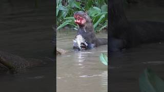 Giant River Otter  Aquatic Honey Badger [upl. by Adgam]