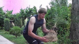 Phoenix canariensis przycinanie korzeniPruning roots [upl. by Sinegra]