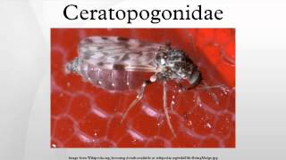 Ceratopogonidae [upl. by Yager]