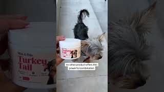 Boost your dogs vitality with Fifth amp Fidos Turkey Tail Mushroom [upl. by Isabelita]