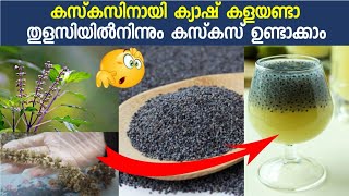 how to make cuscus from thulasiഎങ്ങനെ തുളസിയില നിന്നും കസ്കസ് ഉണ്ടാക്കാം [upl. by Yentnuoc]