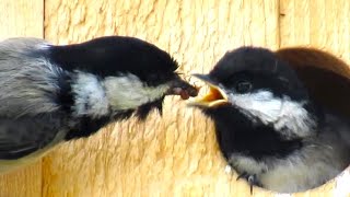 Hungry Baby Chickadee Call Sounds [upl. by Yar160]