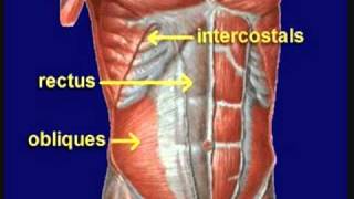 Mechanism of cough reflex [upl. by Gnen838]