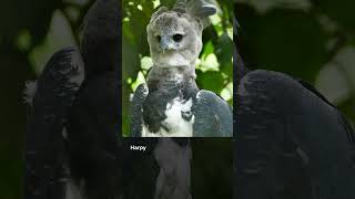 Majestic Harpy Eagle Facts Natures Powerful Predator [upl. by Bach769]