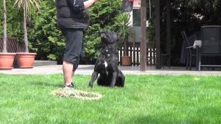 Cane Corso Wurfplanung Alice amp Paolo [upl. by Durrett]