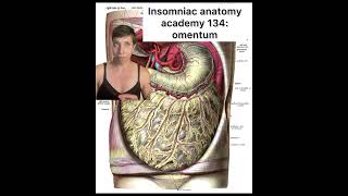 Insomniac anatomy academy 134 omentum science stem medicine stemeducation anatomy [upl. by Sheilah718]