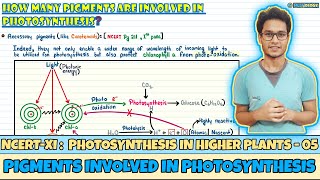 Photosynthesis in Higher Plants Lec 5 Pigments Involved in Photosynthesis Class 11NEETNeetology [upl. by Levitan]