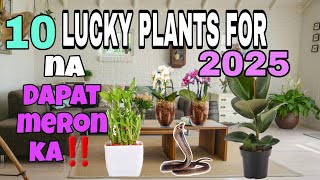 TOP 10 LUCKY PLANTS FOR 2025  DAPAT MERON KA NITO [upl. by Troxell]