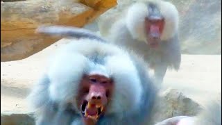 Pavian Kampf Baboon Fight Territorial [upl. by Aseral71]