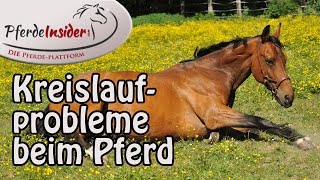 Kreislaufproblemen beim Pferd vorbeugen [upl. by Sinnard]