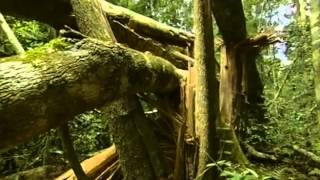 Documental Selva tropical el secreto de la vida [upl. by Rephotsirhc]