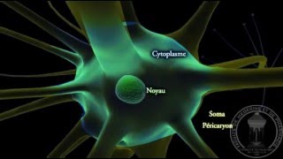 Physiologie du système nerveux  Neurone  partie 1 [upl. by Publius]