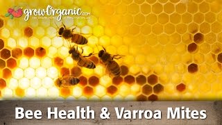 Bee Health amp Varroa Mites [upl. by Ivana470]