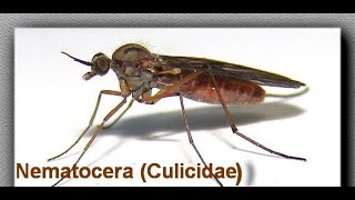 Nematocera quotFamily Culicidaequot Dr Manar Elmehankar [upl. by Burner248]