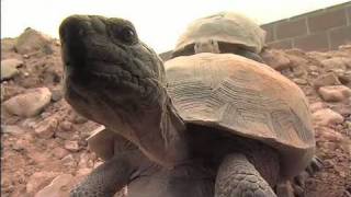 The Heat is On Desert Tortoises amp Survival Part 1 of 4 [upl. by Gae]