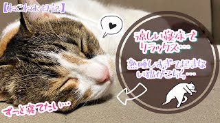 【熟睡】涼しい寝床でずっと寝ていたい！熟睡しすぎて起きない猫が可愛い…笑完全リラックスな猫の寝顔を間近で観察できちゃう…！？ [upl. by Lipski]