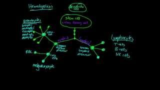 Lesson Hematopoiesis [upl. by Alanson]