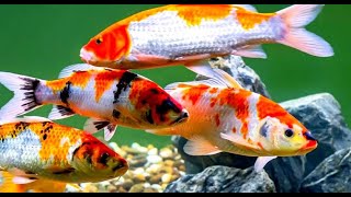 IKAN KOI FISH Japan in Pond Indonesia HD [upl. by Pinzler]