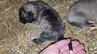 10222023 Princess Fall 2023 Anatolian Shepherd puppies gender reveal [upl. by Rehotsirk]