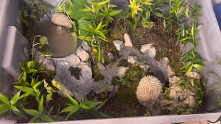 How to make a miniature forest for a dwarf hedgehog  Thai Hedgehog [upl. by Anavahs975]