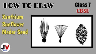 xanthium drawingxanthium seed diagramhairy seeds of madar drawing [upl. by Lynnett]