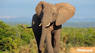 Elephant energy  SafariLIVE Sunrise  19 September 2024 [upl. by Robb95]