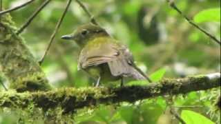 Olivaceous Piha  Snowornis cryptolophus  Parque Natural Tatama  Cerro Montezuma [upl. by Ancelin998]