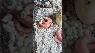 Leucistic Albino 3 more eggs hatched Western Black Rat Snake [upl. by Adnicaj]