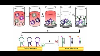 DNA Detection method [upl. by Mehelhteb72]