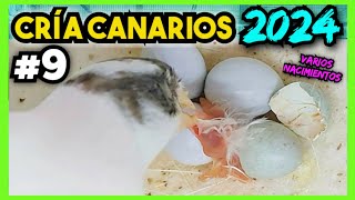 9 CRÍA CANARIOS 2024  💥 INCREÍBLE Nada supera éstos momentos [upl. by Arlene]