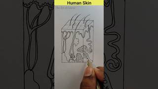 Human Skin diagram easily step by step sciencediagram humanskin shorts [upl. by Betsy]