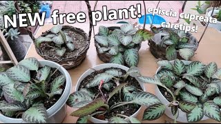 EPISCIA CUPREATA quotFLAME VIOLETquot REPOTTING  For Hanging Plant Idea [upl. by Aenad]