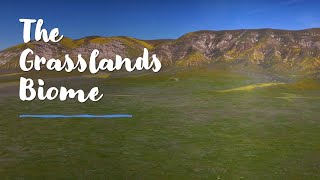 Wonders of North Americas Temperate Grasslands 5 of 9 Biomes of Earth [upl. by Nye799]