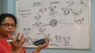 Algae Volvox Life cycle [upl. by Refotsirk76]