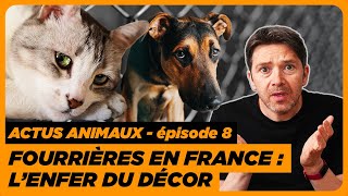 Actus animaux  chats chiens tués à la fourrière  cerfs au repas de Noël  animaux dans les Ehpad [upl. by Graaf]