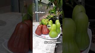 Jambu Dalhari vs Green Giant [upl. by Rhetta466]